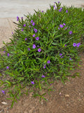 Mexican Petunia Plants - 20 Rooted Plants - Attracts Hummingbirds & Butterflies - Ruellia simplex