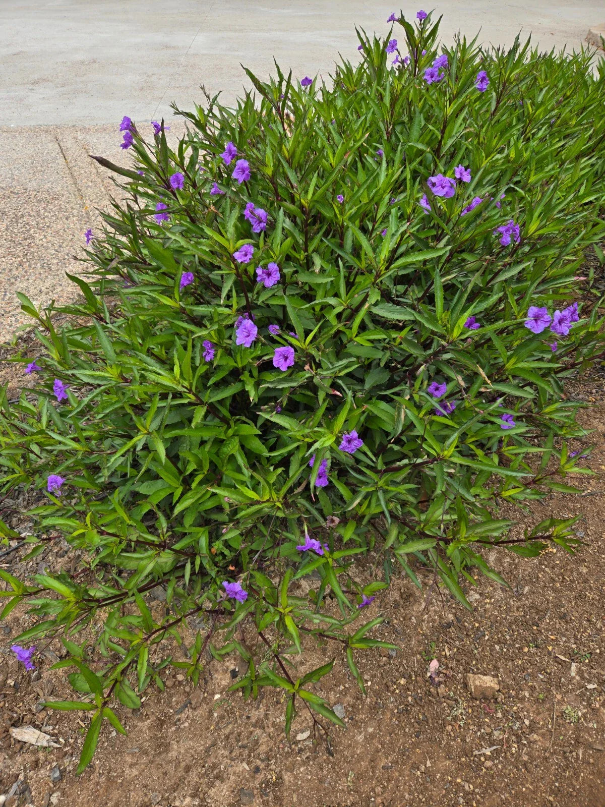 Mexican Petunia Plants - 20 Rooted Plants - Attracts Hummingbirds & Butterflies - Ruellia simplex
