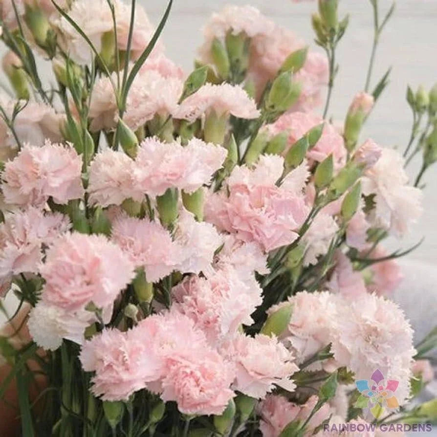 Garden Pink Carnation Seeds - 200+ Pack for Planting - Dianthus caryophyllus - USA