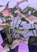 Syngonium "Mickey" Houseplant 4" Pot Easy Care Air Purifier (Syngonium podophyllum)