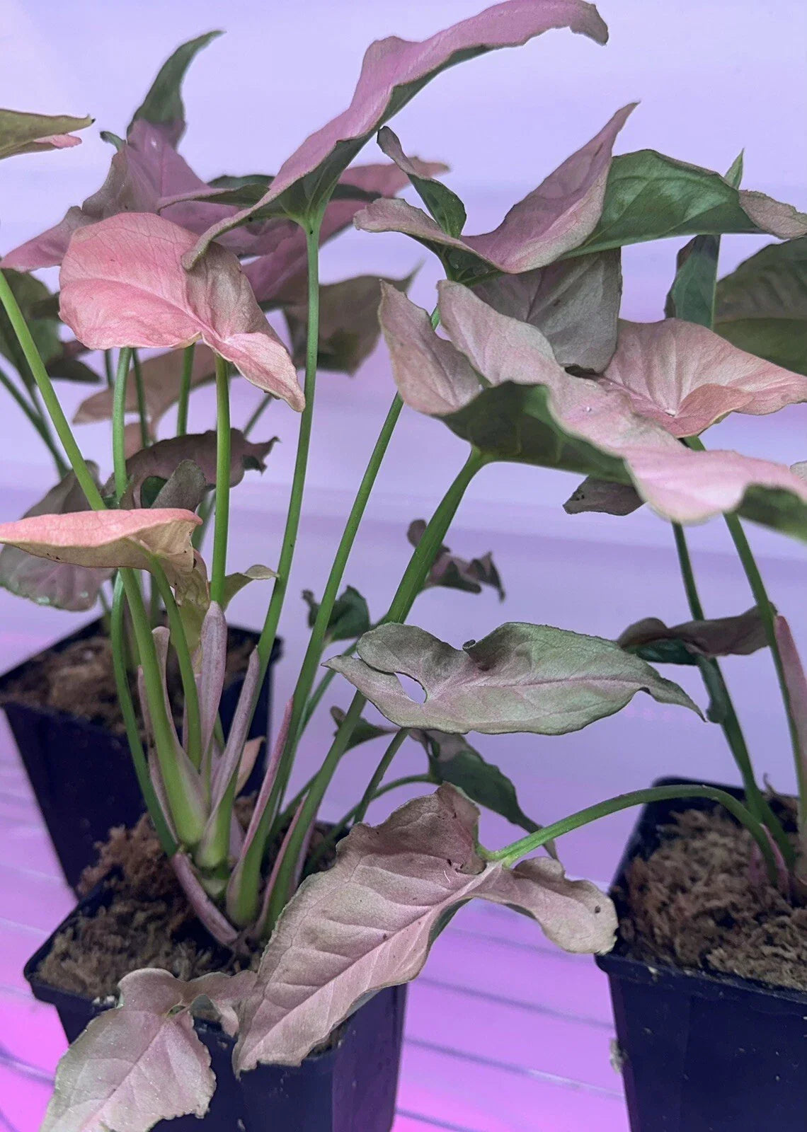 Syngonium "Mickey" Houseplant 4" Pot Easy Care Air Purifier (Syngonium podophyllum)