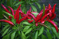 Organic Thai Bird's Eye Red Chili Pepper Seeds - Very Hot Non-GMO - Capsicum annuum - US Seller