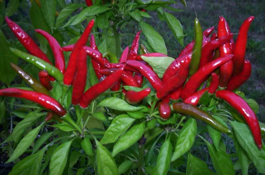 Organic Thai Bird's Eye Red Chili Pepper Seeds - Very Hot Non-GMO - Capsicum annuum - US Seller