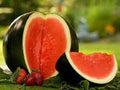 Premium Sugar Baby Watermelon Seeds - Fresh Heirloom Variety - Ideal for Containers - Citrullus lanatus