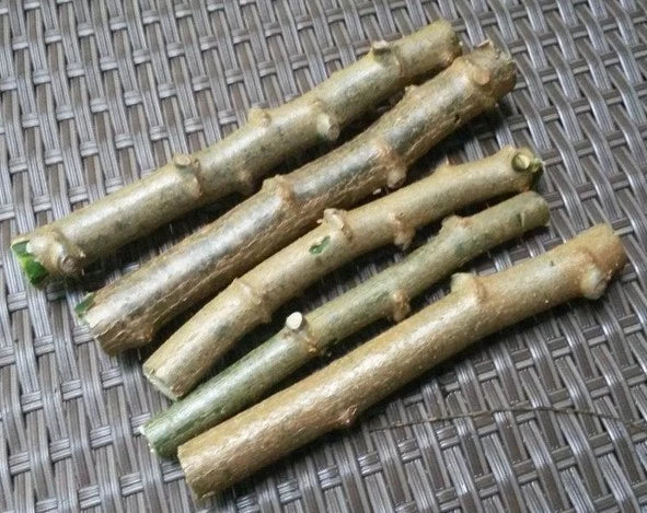 Cassava Cuttings 4 Pack Sweet Jamaica Red Manihot Esculenta Organically Grown