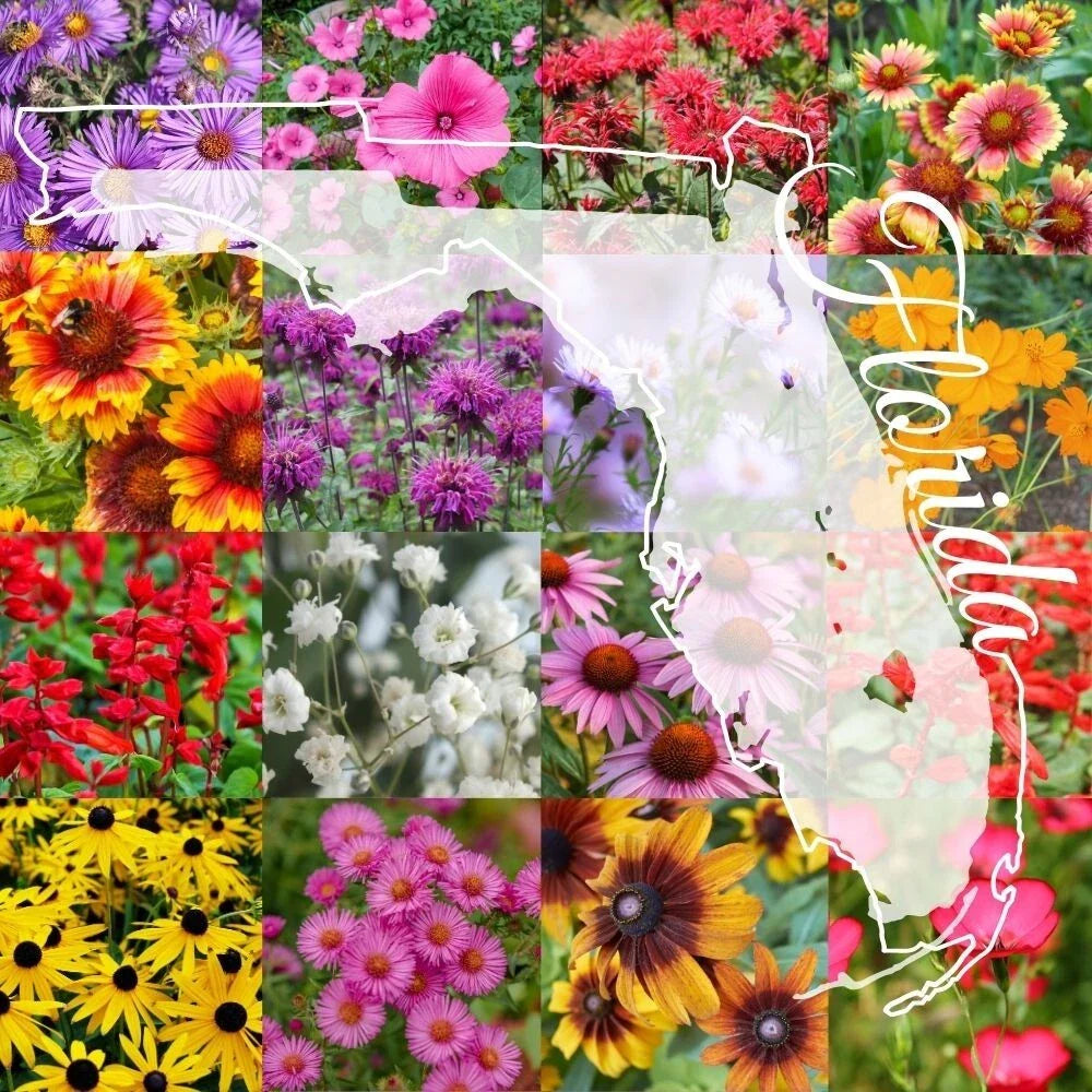 Northern Florida Wildflower Seed Mix 1 Pound Bulk, Covers 2,000 sq ft, Native Flowers for Gardens, Eco-Friendly Seed Blend
