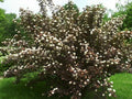 Purple Leaf Ninebark Cuttings Set of 10 Unrooted 6+ Inches - Physocarpus opulifolius 'Diabolo' - Deer Resistant, Easy to Grow