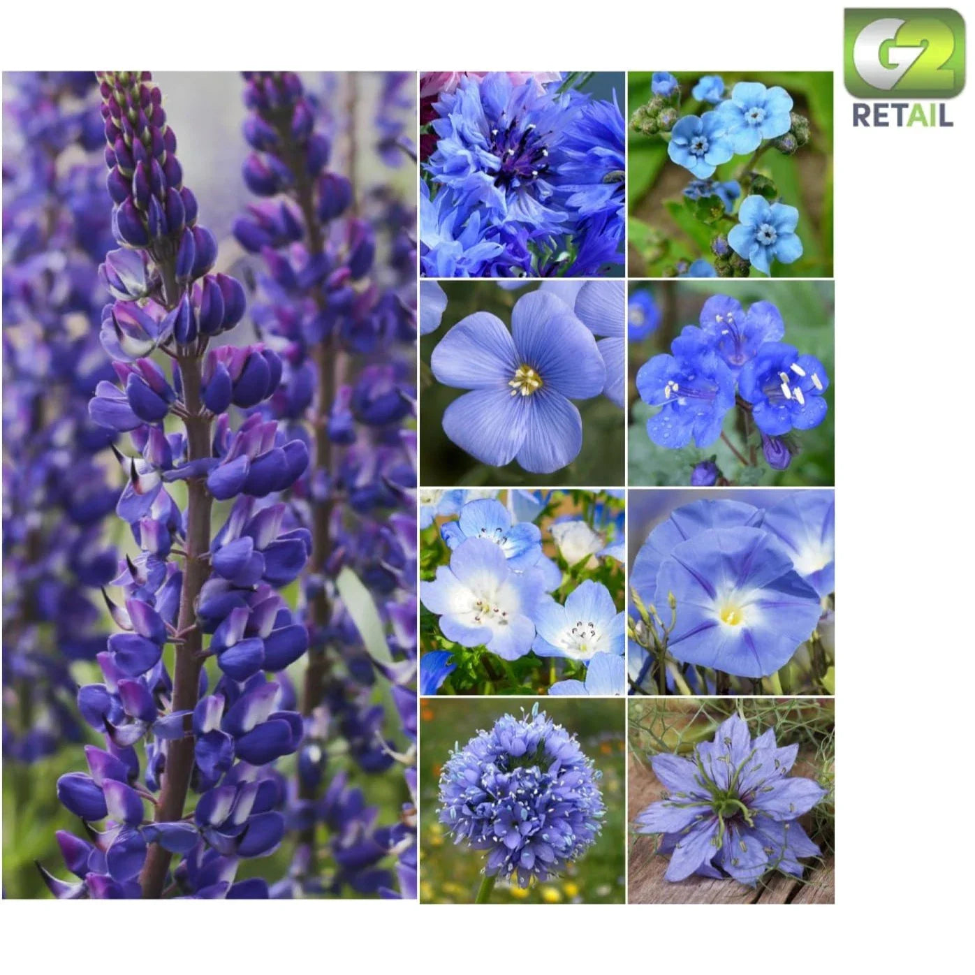 Dazzling Blue Wildflower Seeds - 30,000 Count - Easy to Grow Annual & Perennial Mix - Perfect for Gardens