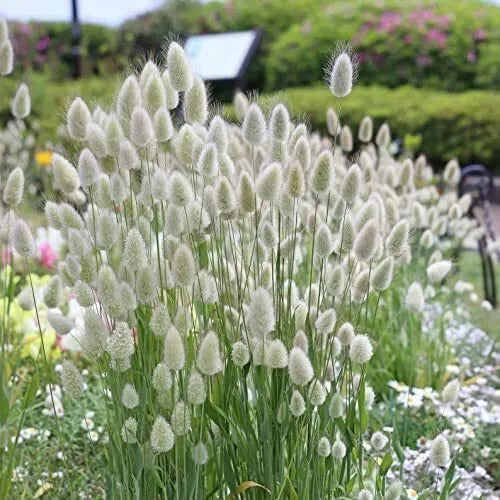 Bunny Tails Seeds - 30 Pack - Ornamental Grass - Lagarus Ovatus - Drought-Tolerant, Unique Texture, Easy to Grow