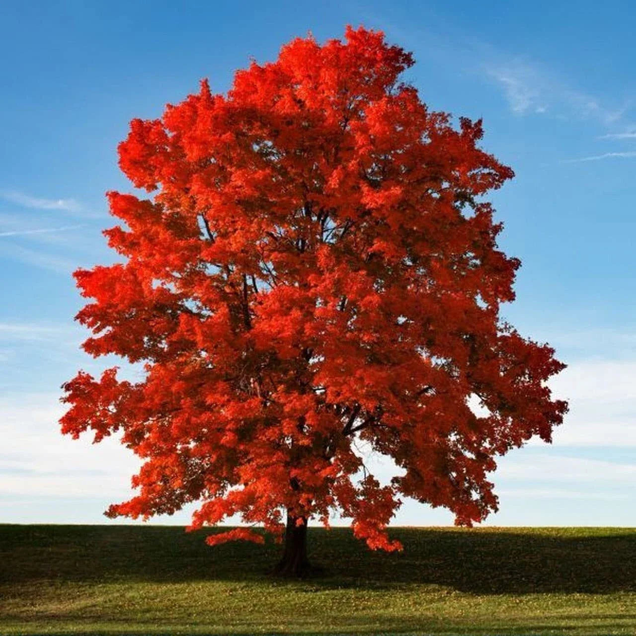 Red Maple Seeds for Planting Outdoors - 50+ Heirloom Acer rubrum Tree Seeds