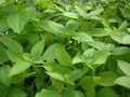 Lemon Basil Seeds - Fresh Basil Seed Variety - Ocimum basilicum 'Citriodorum'