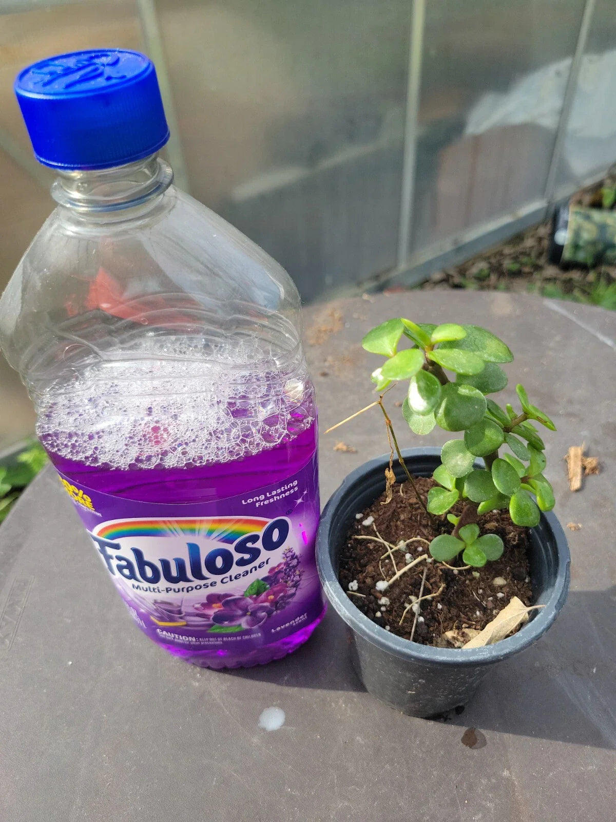 Portulaca Afra Good Luck Jade Tree Bonsai Elephant Bush Plant in 8 oz Pot - Succulent Indoor Plant