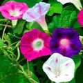 Morning Glory Flower Seeds - 50+ Mixed Colors - Climbing Vine Annual - Ipomoea spp.