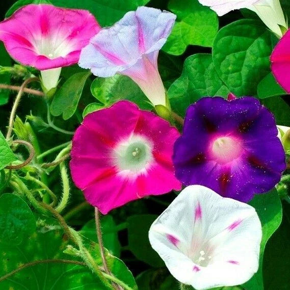 Morning Glory Flower Seeds - 50+ Mixed Colors - Climbing Vine Annual - Ipomoea spp.