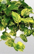 Golden Pothos Plant - Well Rooted - 4 Inch Pot - Epipremnum aureum