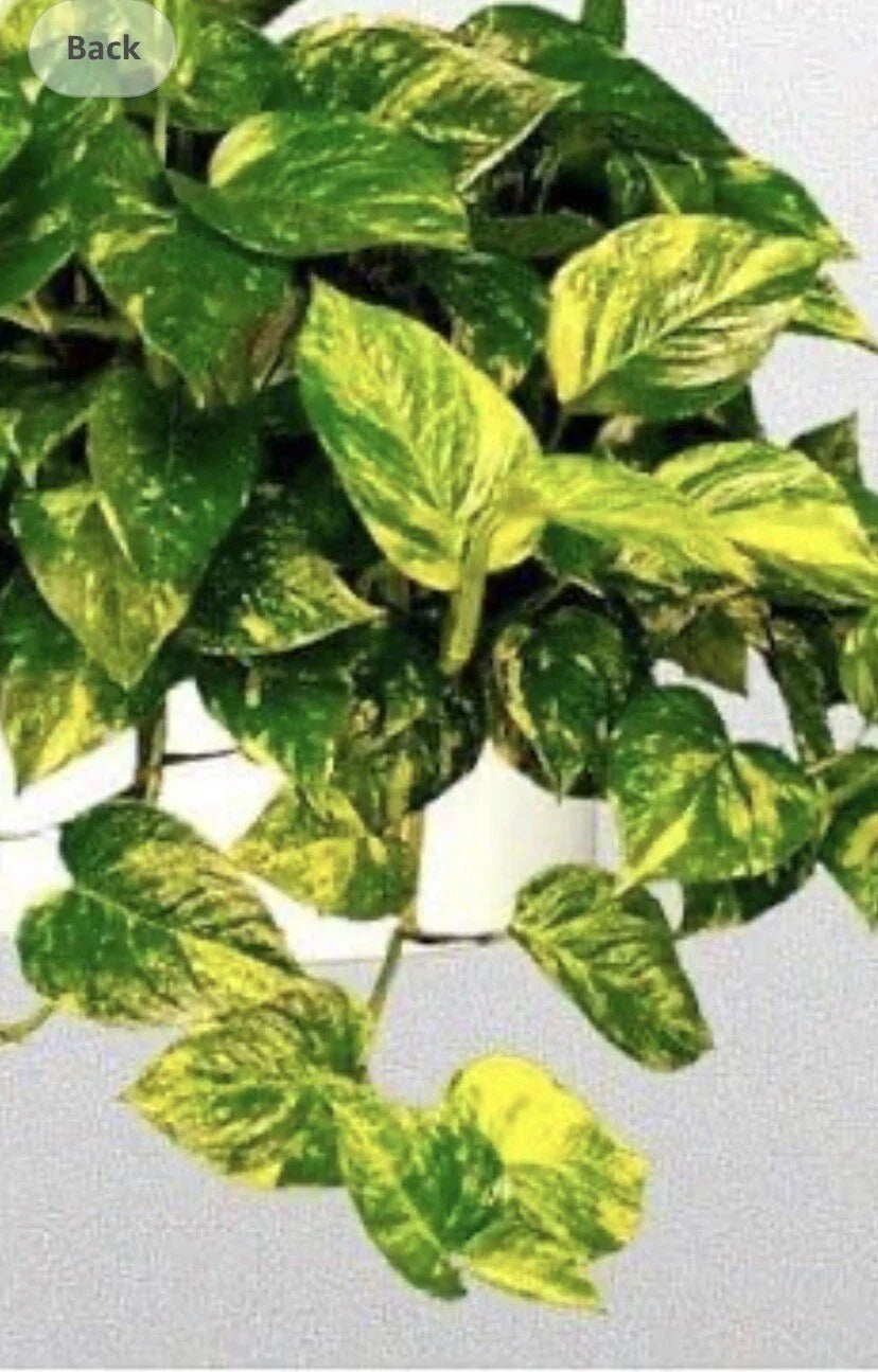 Golden Pothos Plant - Well Rooted - 4 Inch Pot - Epipremnum aureum