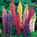 Russell Lupine Seeds - Bulk LANDSCAPER'S PACK - 250 Non-GMO Perennial Seeds for Fall Planting - Lupinus polyphyllus
