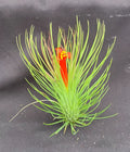 Tillandsia andreana Air Plant - Shaving Brush Style - Single Piece