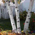 White Paper Birch Tree Seeds | 100+ Seeds | Betula papyrifera | Ideal for Bonsai Planting