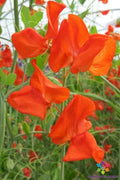 Henry Eckford Sweet Pea Seeds - 50+ Pack for Garden Planting - Lathyrus odoratus - USA - Free Shipping