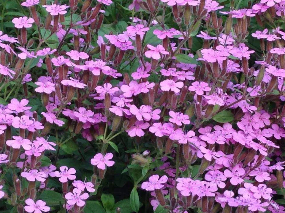 Soapwort Seeds 200+ Saponaria Ocymoides Pink Wildflower - USA Seller, Free Shipping
