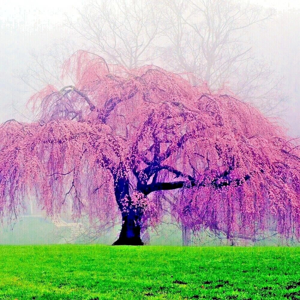 Weeping Sakura Cherry Blossom Tree Seeds - Fast Growing Hardy (Prunus serrulata 'Pendula')