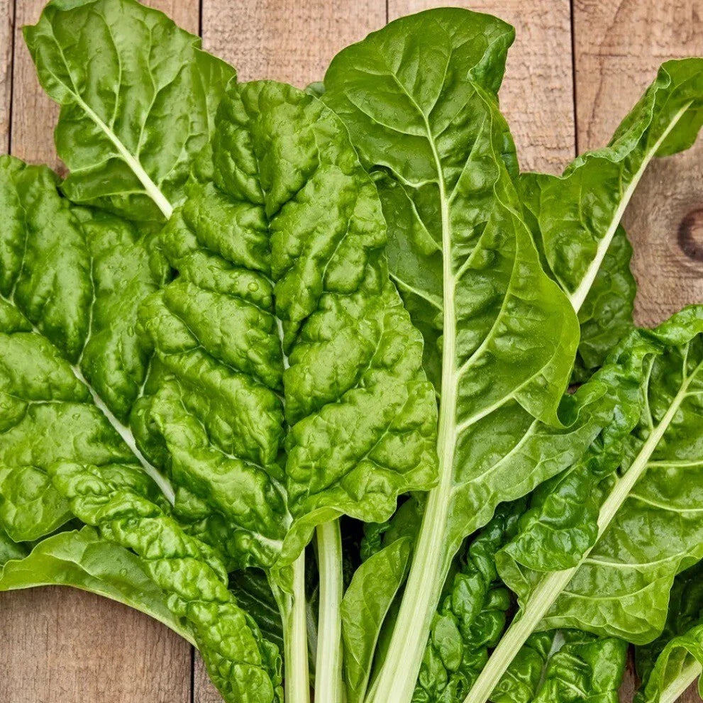 Fordhook Giant Swiss Chard Seeds - 50+ Non-GMO Heirloom Organic Seeds - Perfect for Home Gardening