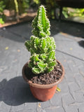 XL Fairy Castle Cactus 4" Pot, Tetragonus, Soft Spines, Indoor Plant, Unique Succulent Decor