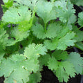 Coriander Seeds | Heirloom Non-GMO | Santo Cilantro | Coriandrum sativum | Free Shipping