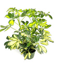Gold Umbrella Tree 6" Pot - Schefflera Arboricola Gold Capella Houseplant, Indoor Plant for Home Decor
