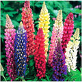Russell Lupine Mixed Seeds - Colorful Perennial Wildflowers - Lupinus polyphyllus