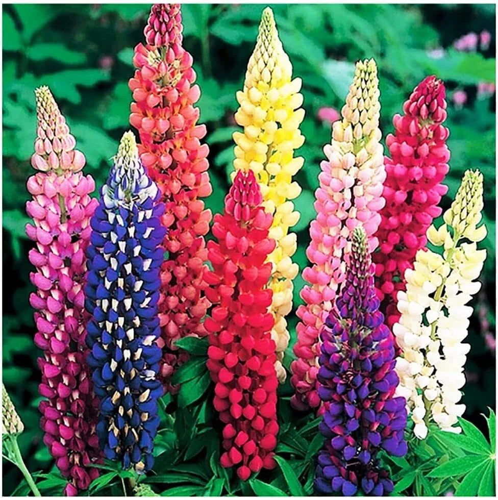 Russell Lupine Mixed Seeds - Colorful Perennial Wildflowers - Lupinus polyphyllus