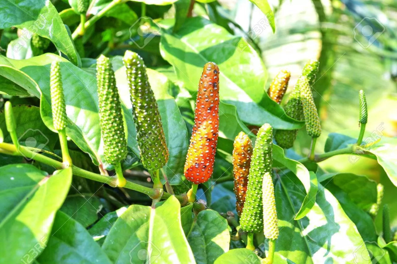 Piper Longum Live Plant - 3 Plants - Super Rare Long Pepper - Pipali - Ayurvedic Medicinal Herb - 5-10 Inches Tall - Free Shipping