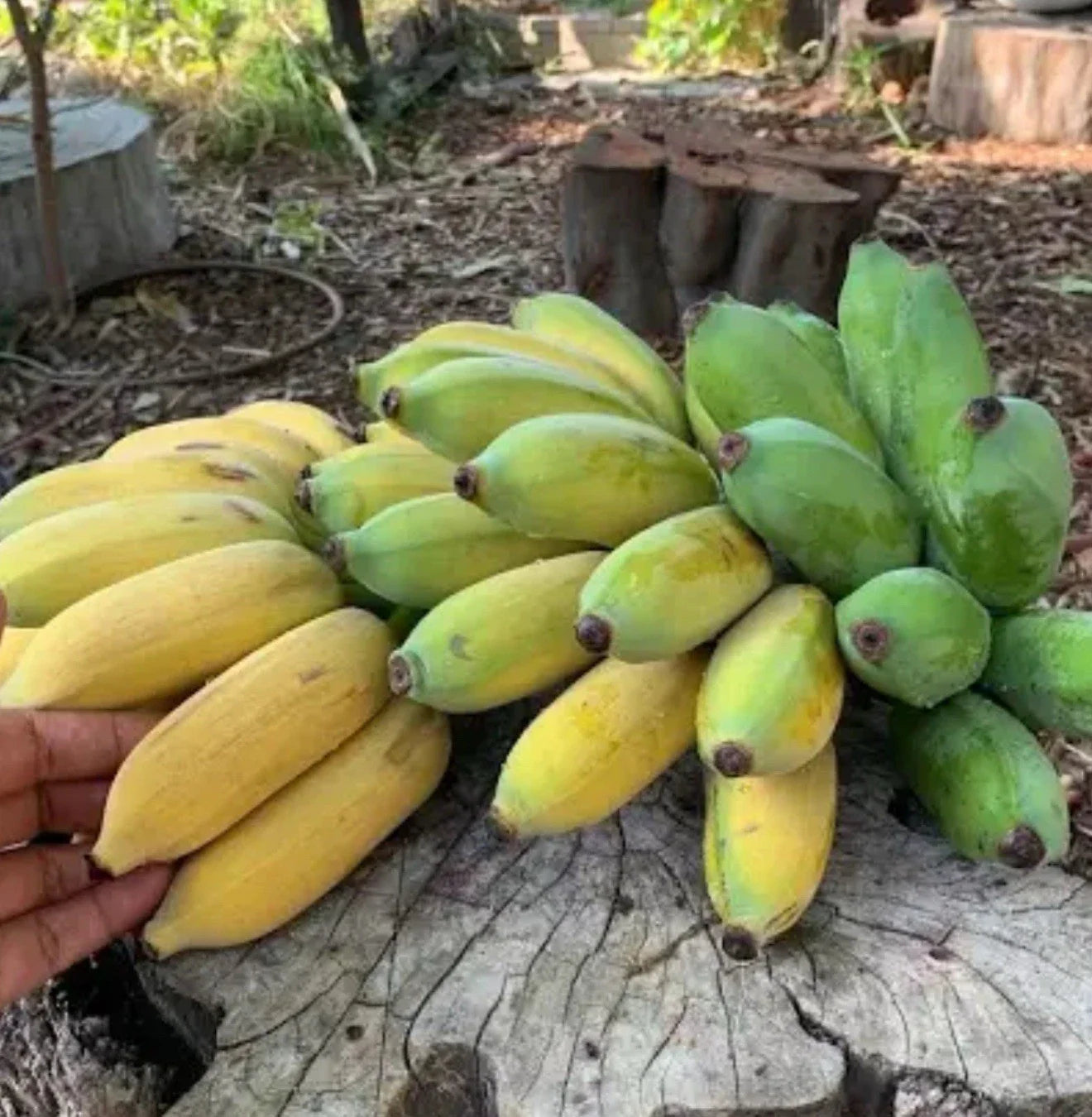 Gold Finger Banana Tree - Small Well Rooted Starter Plant (Musa acuminata 'Gold Finger')