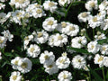 Sneezewort Seeds for Planting, 200 Seeds, Perennial Herb (Achillea ptarmica), Ships from Iowa, USA