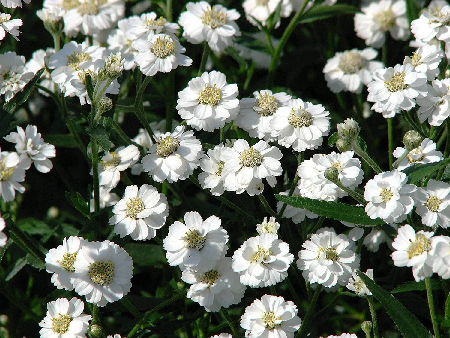 Sneezewort Seeds for Planting, 200 Seeds, Perennial Herb (Achillea ptarmica), Ships from Iowa, USA