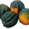 Table Queen Acorn Squash Seeds - 25+ Heirloom Non-GMO Organic Seeds for Home Gardening - Cucurbita pepo