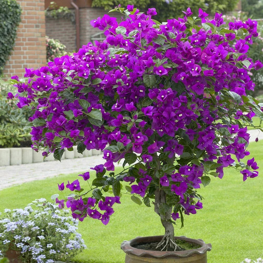 Bougainvillea Starter Plant - Well Rooted Violet Variety - Live Plug Plant - Bougainvillea spp.