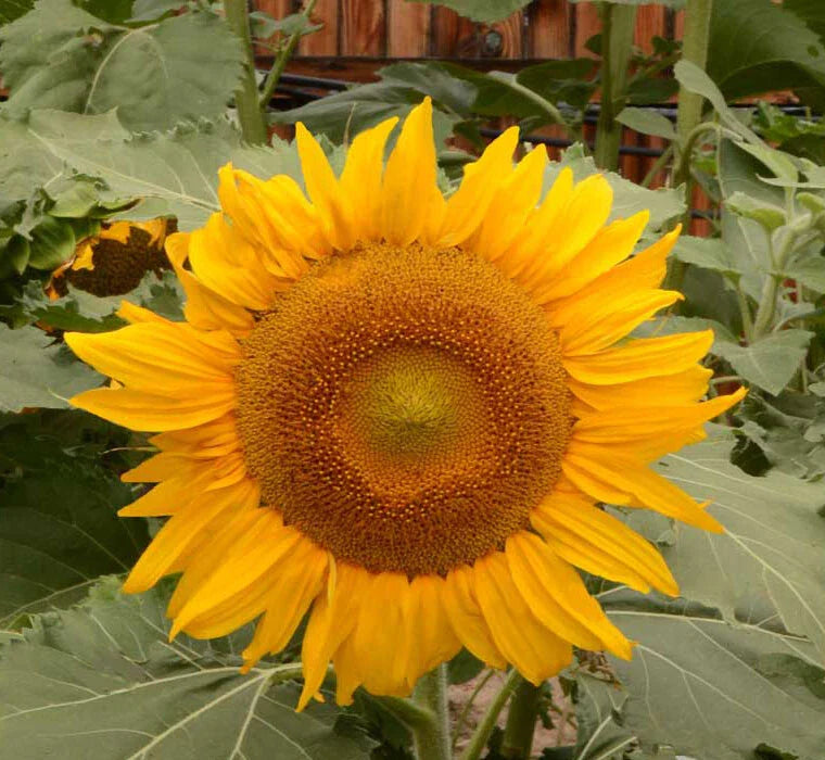 Dwarf Incredible Sunflower Seeds | 100 Non-GMO Seeds | Safe for Bees | 8" Flowers | Helianthus annuus