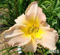 Daylily Live Plant - Elegant Finale - Very Late Extended Bloomer - Hemerocallis