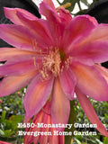 Epiphyllum Orchid Cactus Plant in 4” Starter Pot - “Monastery Garden” Variety - Perfect for Indoor Gardening