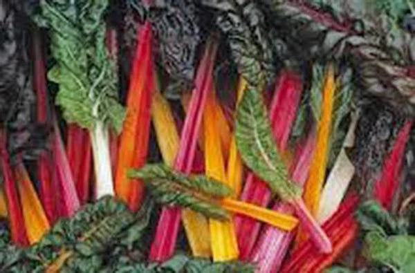Swiss Chard Seeds, 500 Heirloom Rainbow Seeds, Non-GMO, Beta vulgaris subsp. cicla
