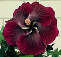 Dark Red Black Hibiscus Seeds - 20 Perennial Flower Seeds - Hibiscus acetosella