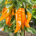 Golden Treasure Sweet F1 Pepper Seeds - 30 Non-GMO Seeds - Capsicum annuum - Yellow Fruits for Frying and Fresh Eating