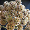 Starflower Pincushion Seeds - Lomelosia Scabiosa - Ideal for 2025 Planting - Vibrant Drumstick Variety