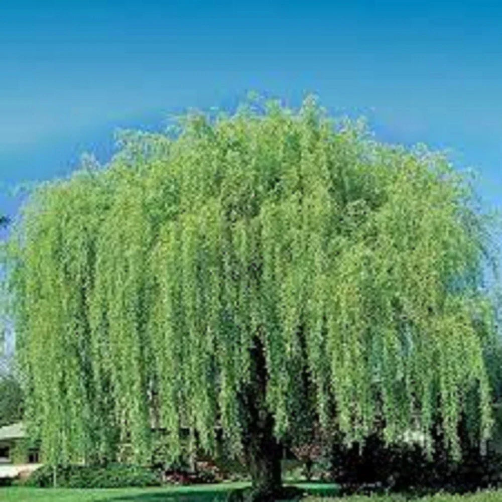 Weeping Willow Cuttings - 10 Unrooted Cuttings - Ideal for Water Gardens - Salix babylonica