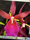 Orchid Plant Bare Root Mtssa Royal Robe Bulb - Beautiful Tropical Flowering Variety (Miltonia x Brassia)