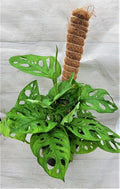 Monstera Swiss Cheese Plant 3" & 4" Live Indoor Houseplant, Rare Monstera adansonii, Unique Fenestrated Leaves