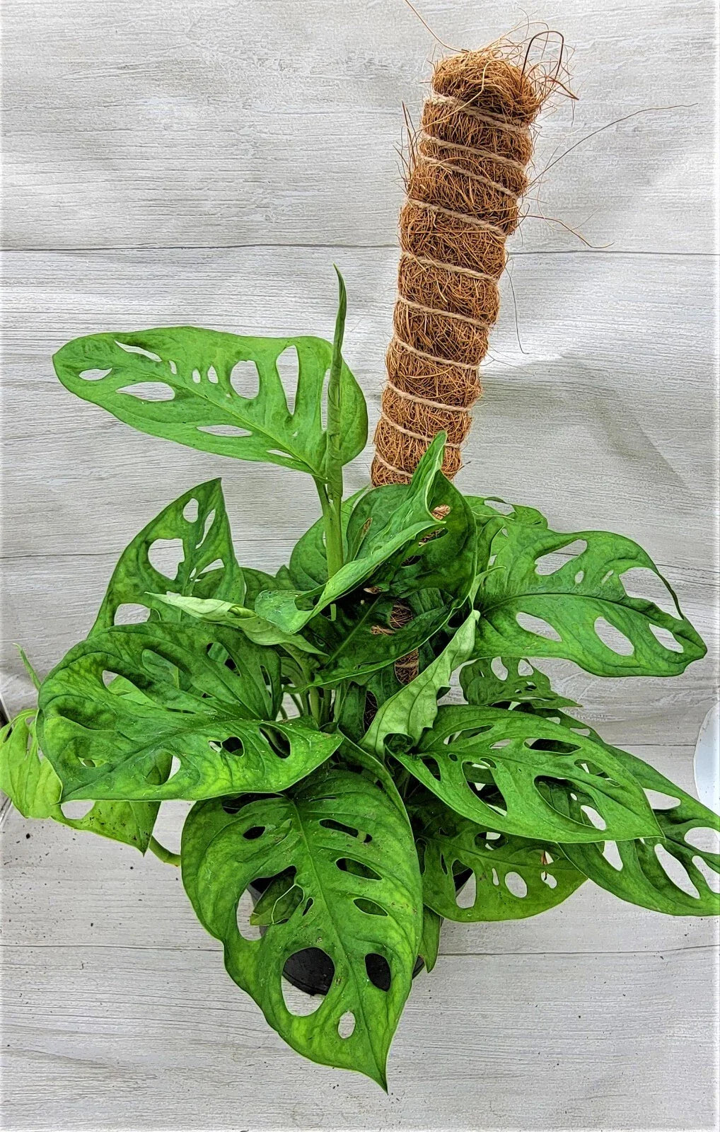Monstera Swiss Cheese Plant 3" & 4" Live Indoor Houseplant, Rare Monstera adansonii, Unique Fenestrated Leaves