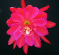 Epiphyllum Cutting, Cuzco Orchid Cactus, Don's Single Cutting, Epiphyllum oxypetalum